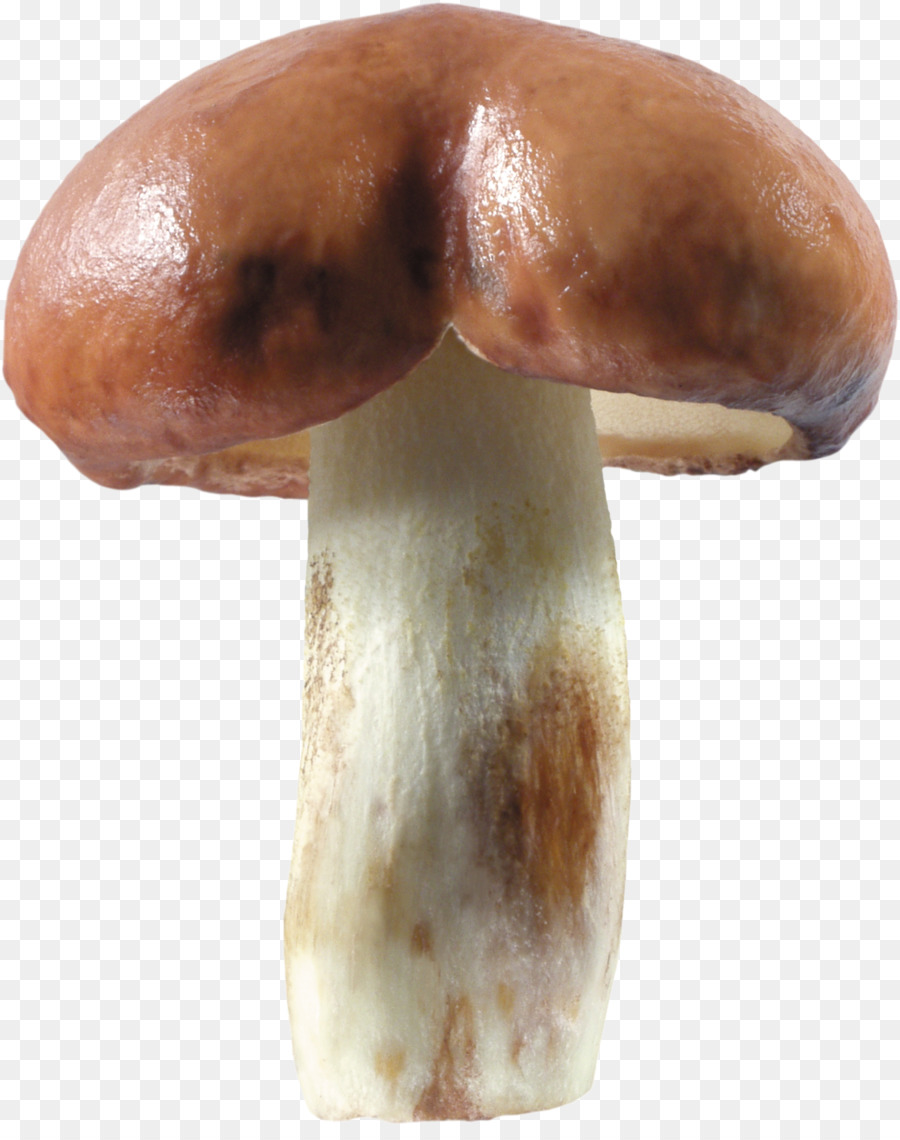 Pleurotus Eryngii，Seta PNG