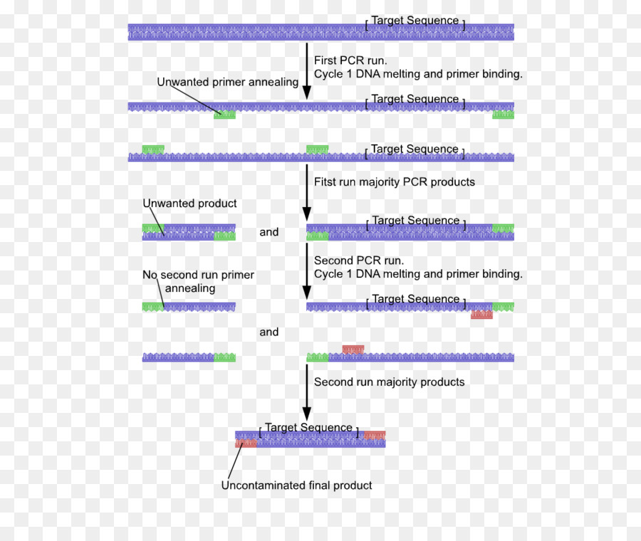 Reacción En Cadena De Polimerasa Anidada，Reacción En Cadena De Polimerasa PNG