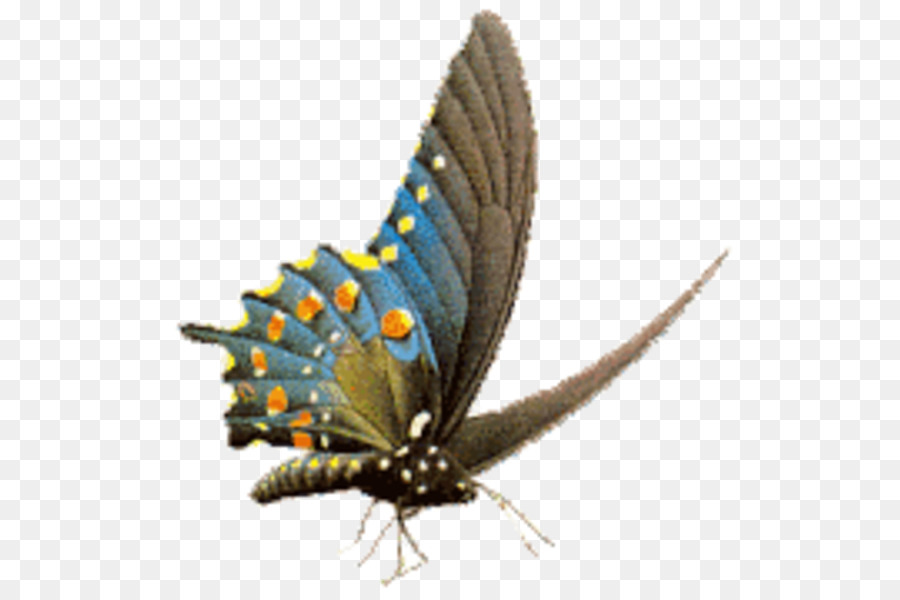 Mariposa，Insecto PNG