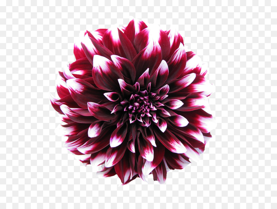 Flor Rosa，Florecer PNG