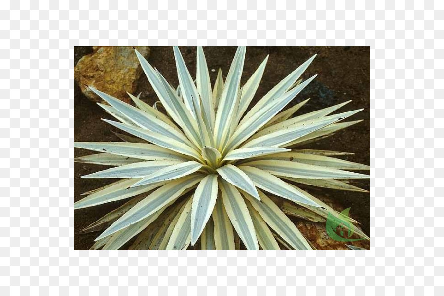 Agave Angustifolia，Inav Dbx Msci Ac World Sf PNG