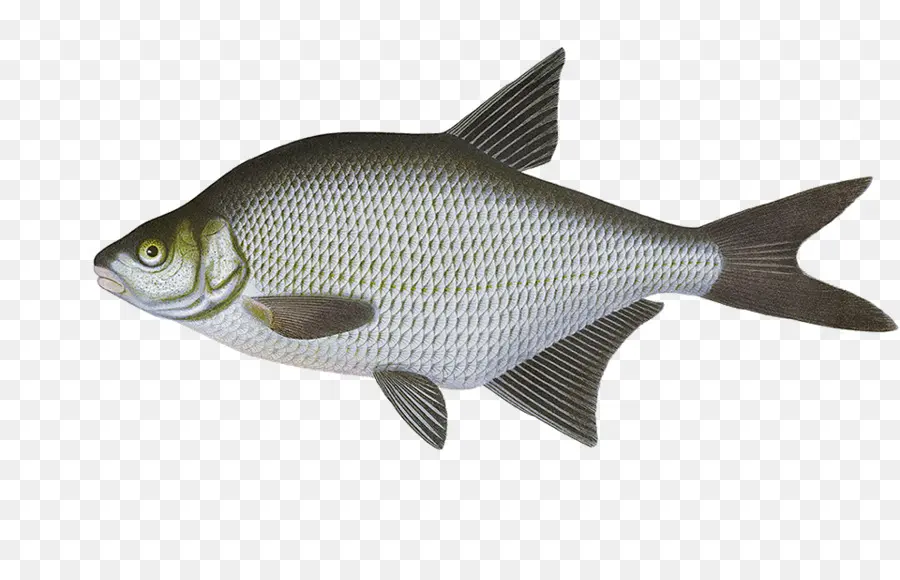 El Finlandés De Pescado，La Carpa Común PNG