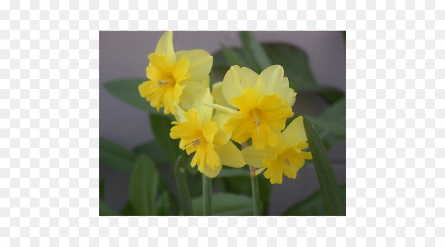 Narcissus，Violeta PNG