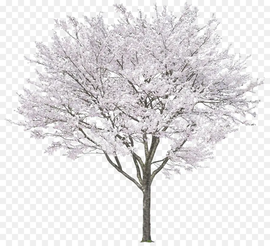 Árbol，Flor PNG