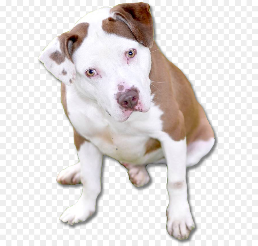 Raza De Perro，Pit Bull PNG