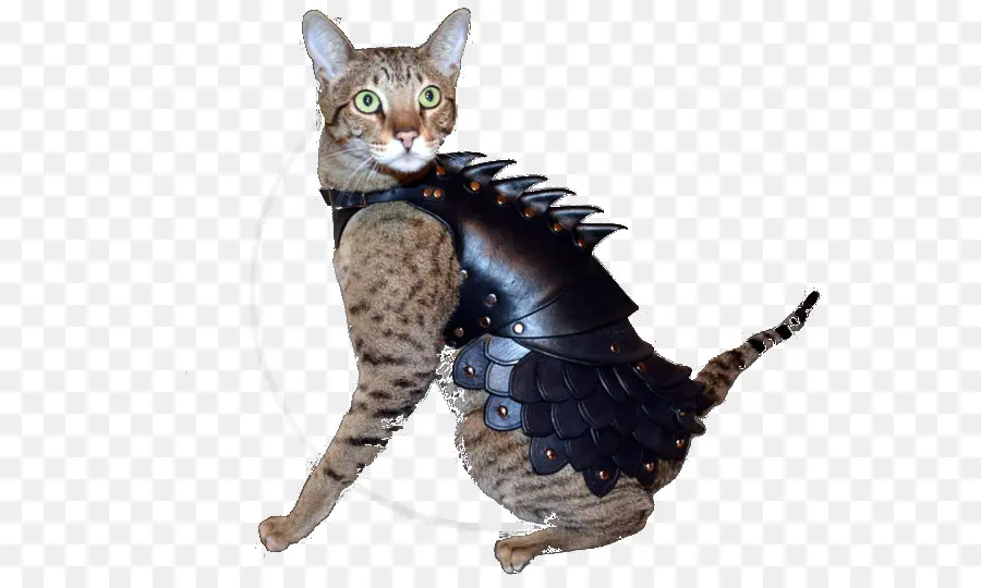 Gato，Armadura PNG