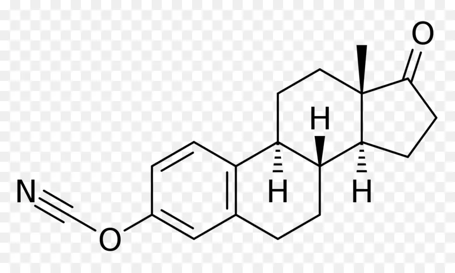 Gran Mito De La Testosterona，Estradiol PNG