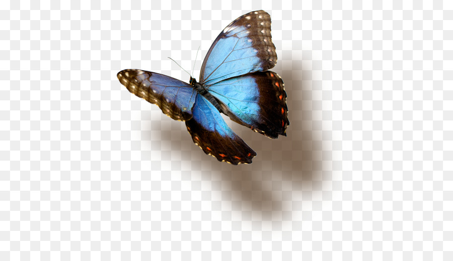 Mariposa，Azul PNG