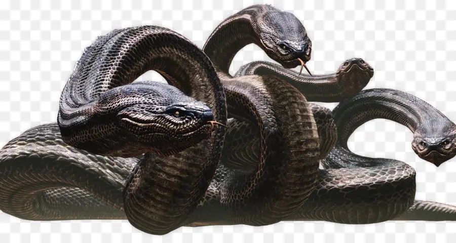 La Serpiente，Dogma Del Dragón PNG