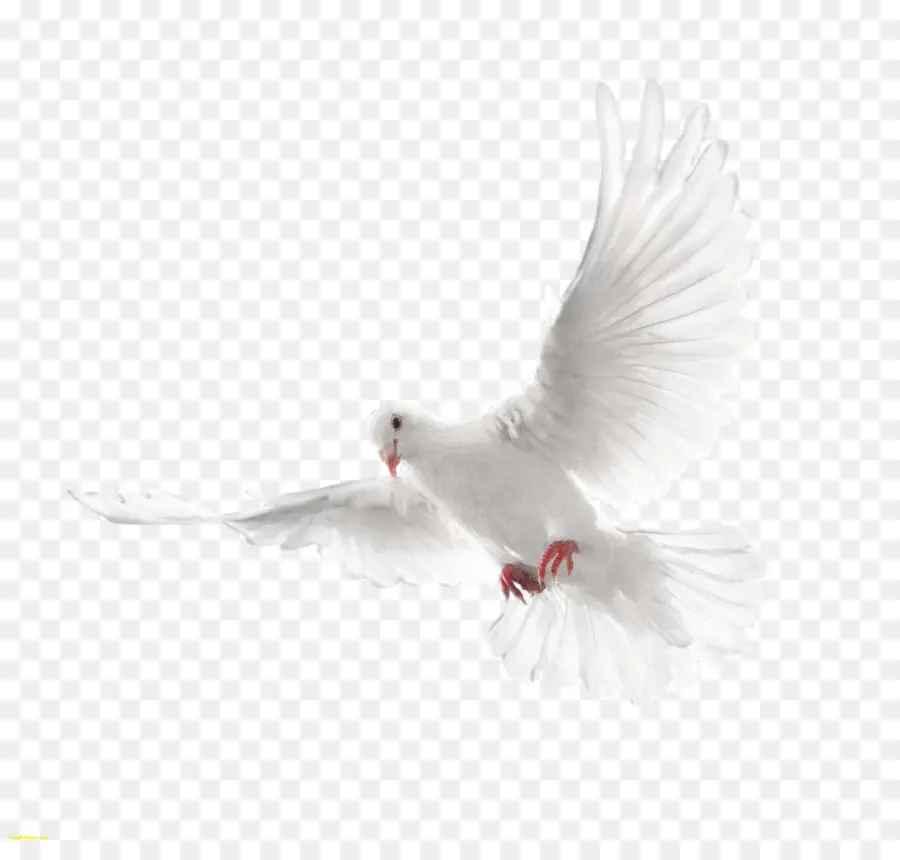 Paloma Mensajera，Libera Dove PNG