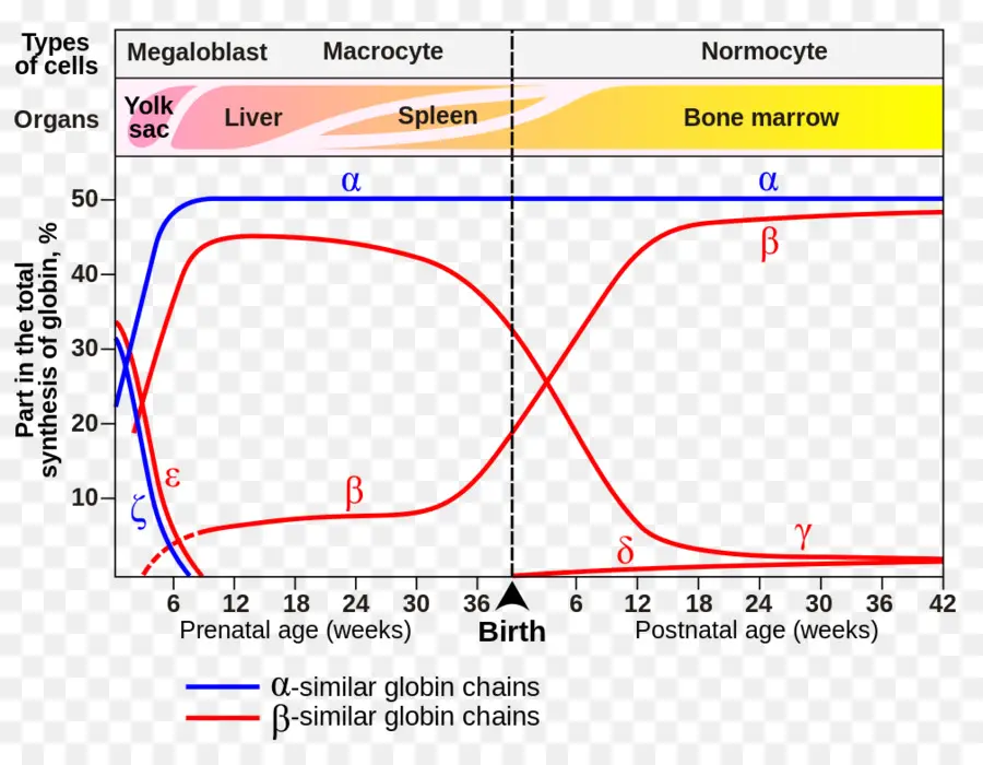 La Hemoglobina，La Hemoglobina De Conmutación Mecanismos Celulares Y Moleculares PNG