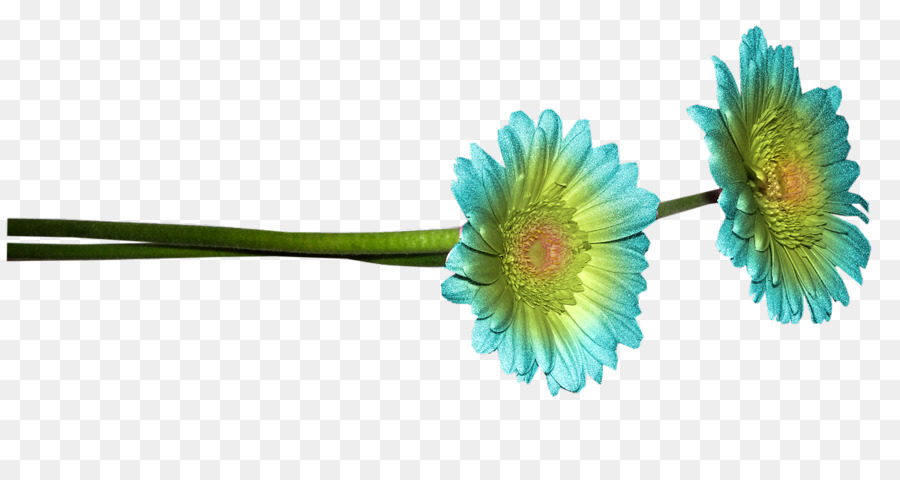 Común Daisy，Azul PNG