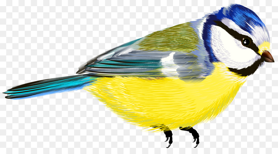 Aves，Dibujo PNG