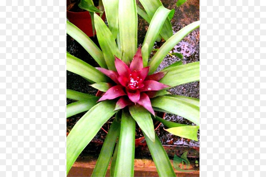 Bromelia Antiacantha，Jardín PNG