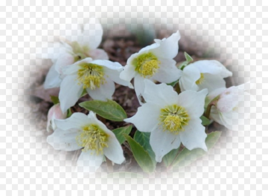 Flor，Helleborus Niger PNG