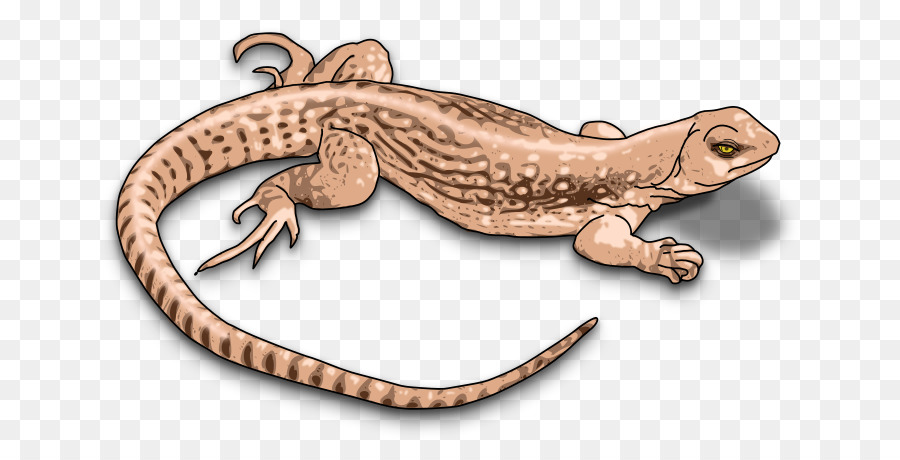 Lagarto，Reptiles PNG