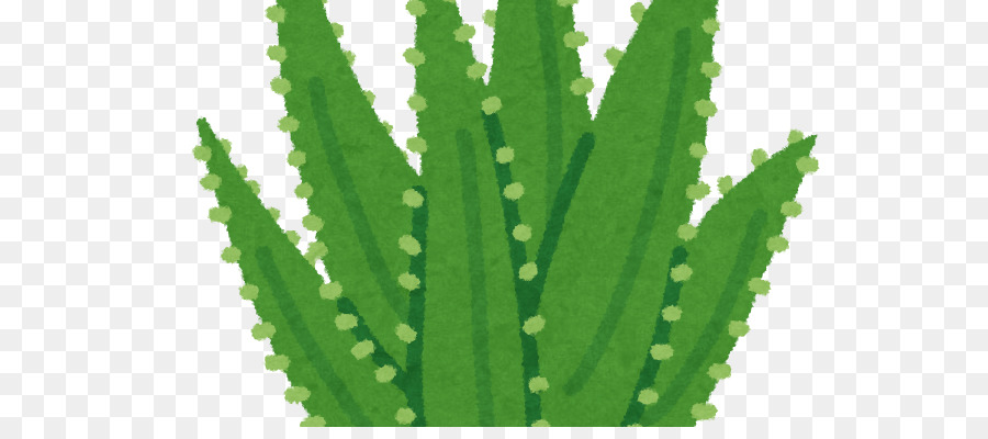 Triángulo De Cactus，Aloe Vera PNG