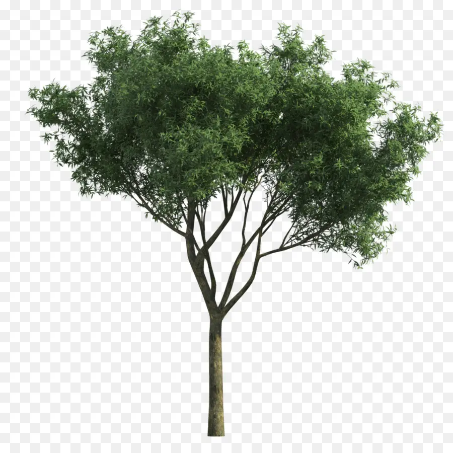 Árbol，Rama PNG