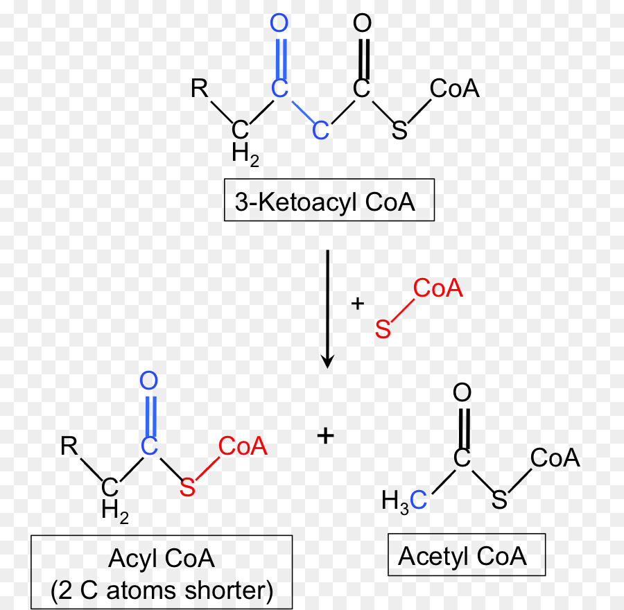 Betaketothiolase Deficiencia，Tiolasa PNG