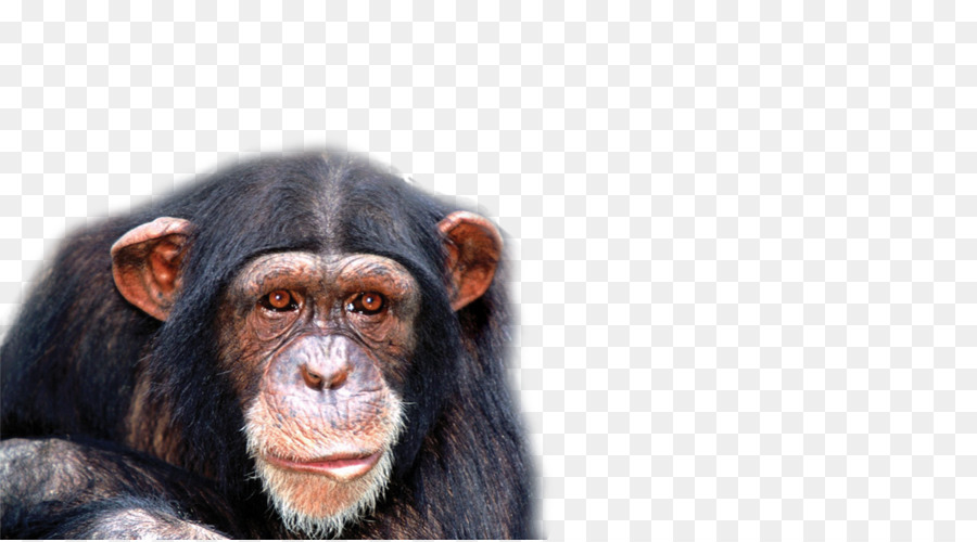 Chimpancé，Mono PNG