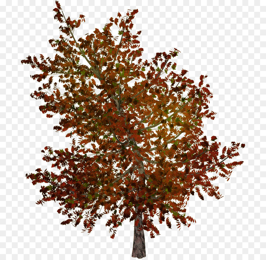 Árbol，Hojas PNG