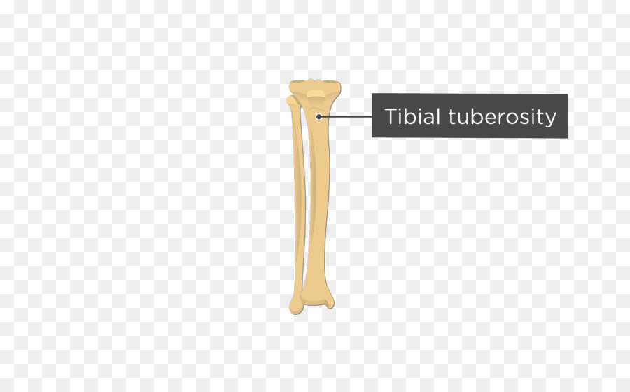 La Tuberosidad De La Tibia，Tibia PNG