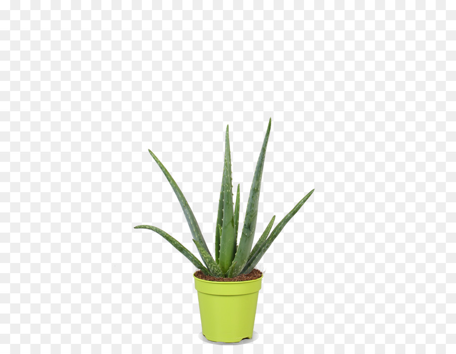 Agave Azul，El Néctar De Agave PNG