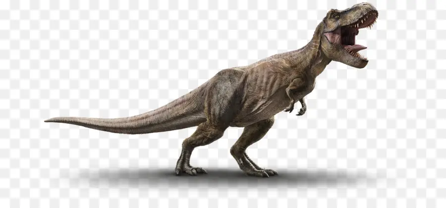 Triceratops，Velociraptor PNG