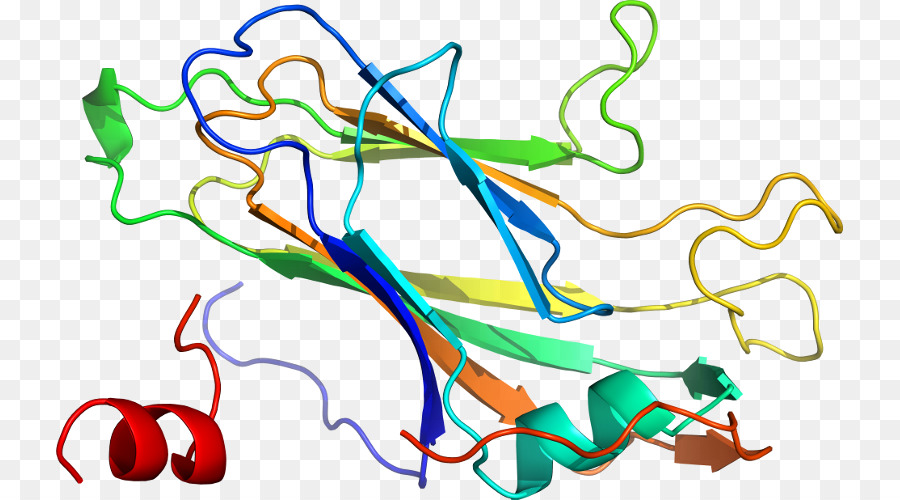 Estructura De La Proteína，Biología PNG