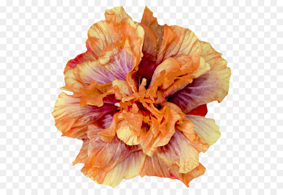 Flor，Shoeblackplant PNG