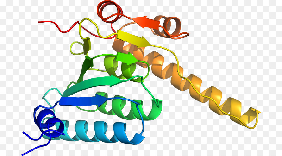 El Cuerpo De La Joyería，Línea PNG