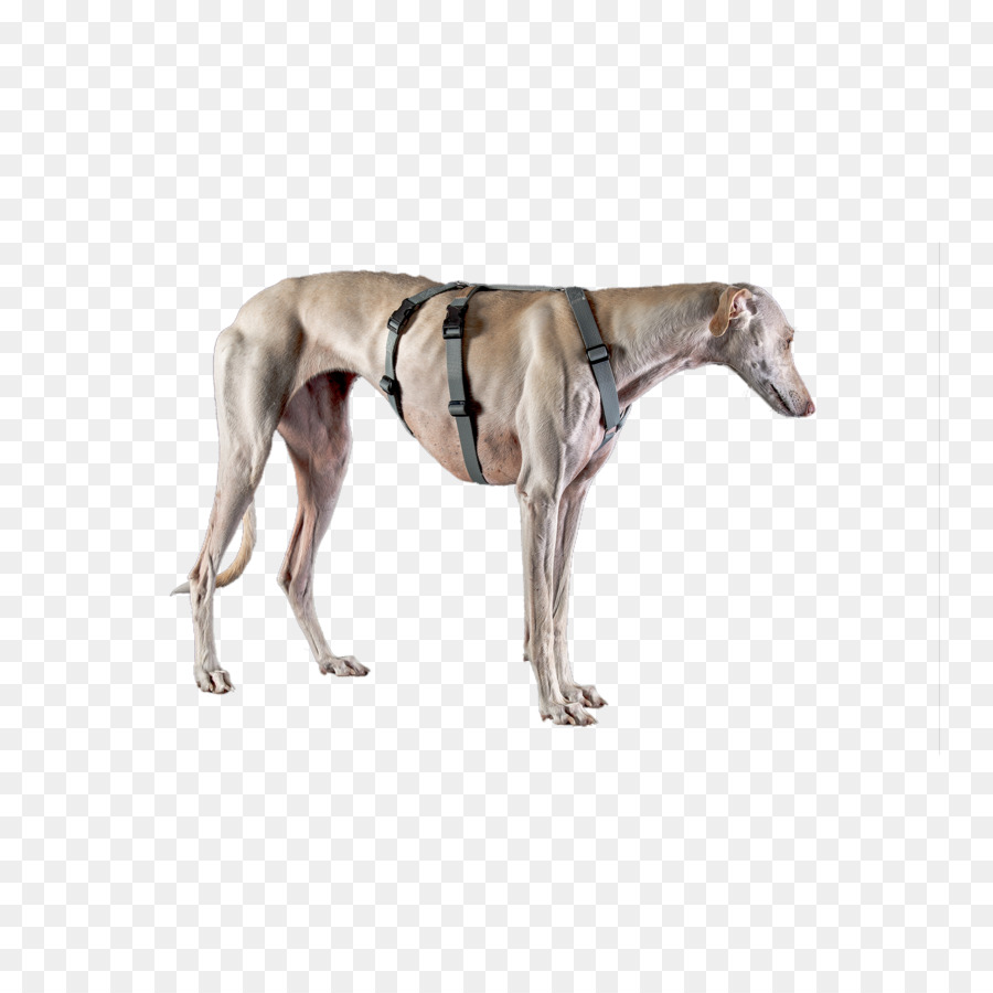 Española De Galgos，Galgo PNG