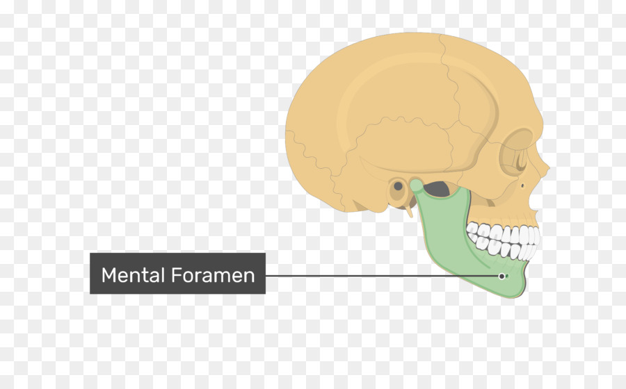 Bien，Foramen Mental PNG