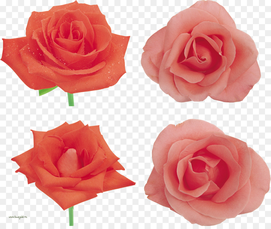 Rosas，Rojo PNG