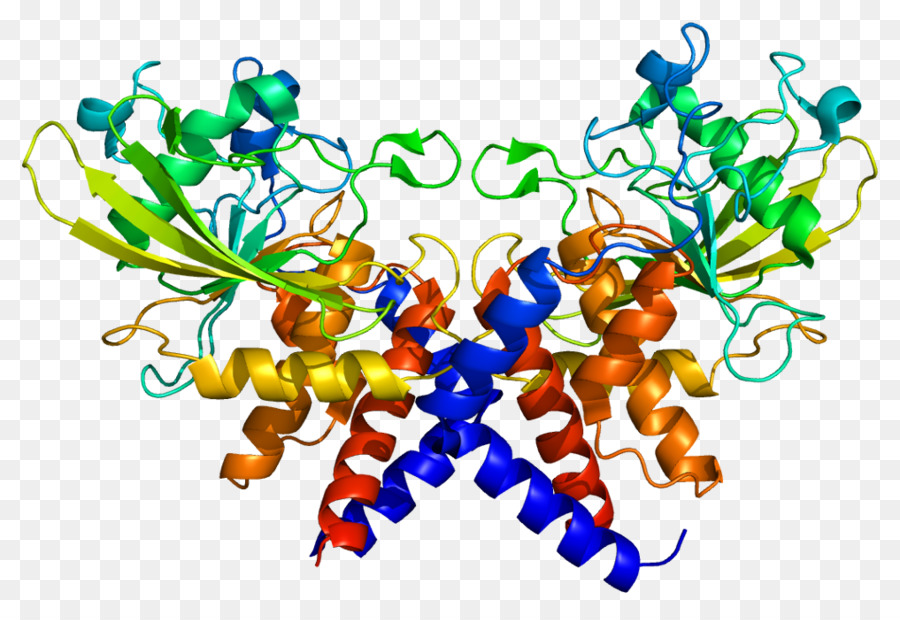 La Proteína De Replicación，La Proteína De Replicación A3 PNG