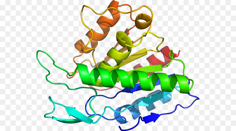 Estructura De La Proteína，Molécula PNG