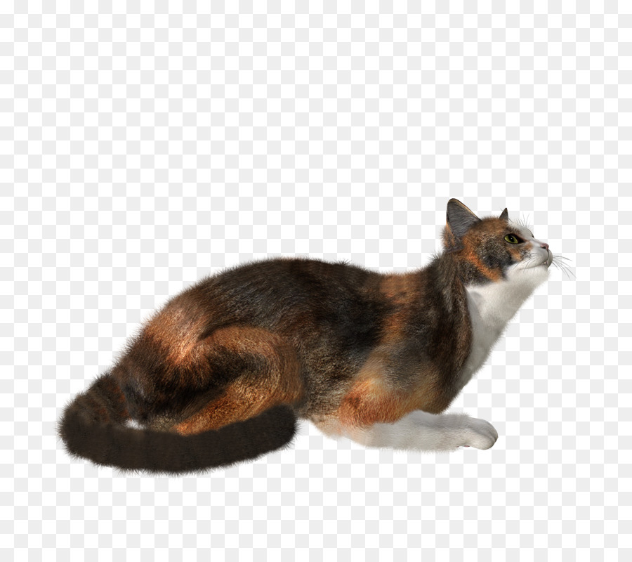 Bigotes，Gato PNG