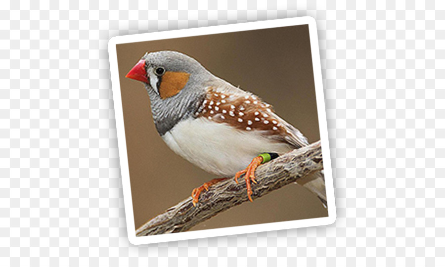 Los Pinzones，Zebra Finch PNG