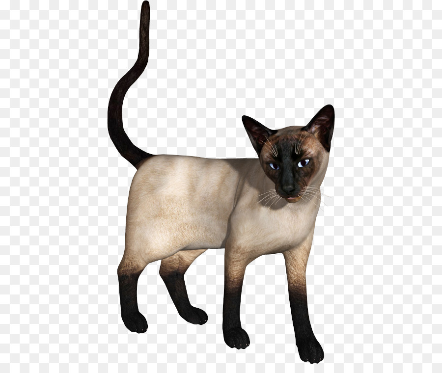 Gato Siamés，Gato Birmano PNG