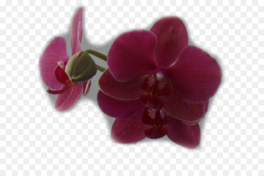 La Polilla De Las Orquídeas，Violeta PNG