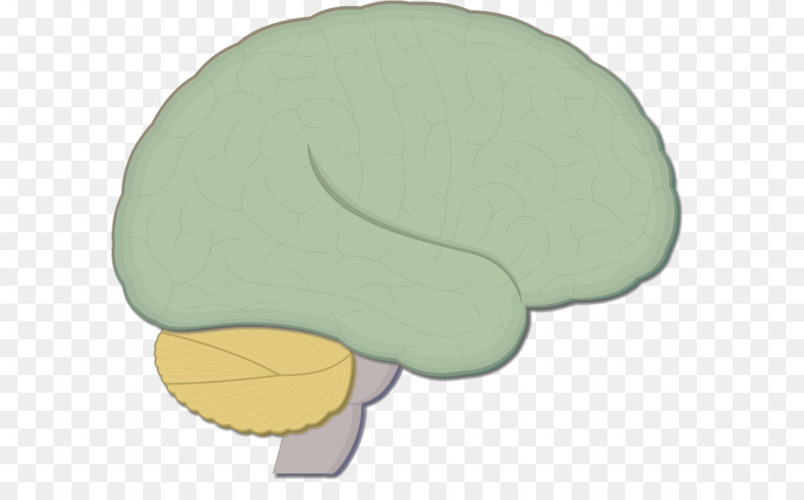 El Tronco Encefálico，Cerebro PNG