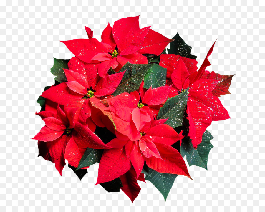 Nochebuena Roja，Navidad PNG