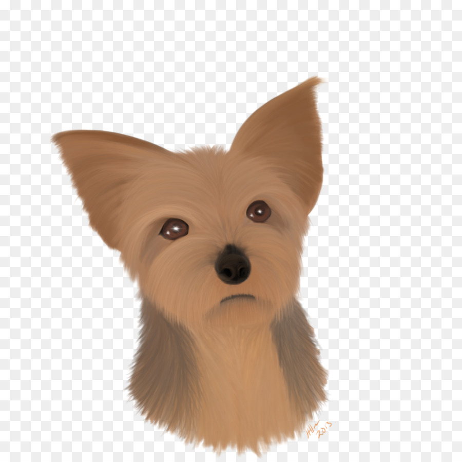 Norwich Terrier，Yorkshire Terrier PNG