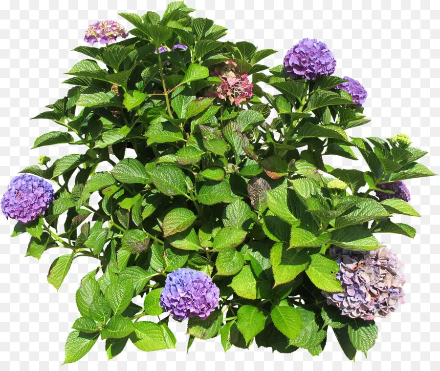 Hortensia，Arbusto PNG