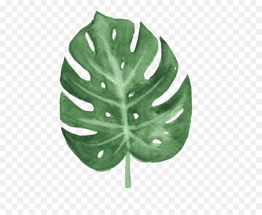 Hoja Verde，Planta PNG