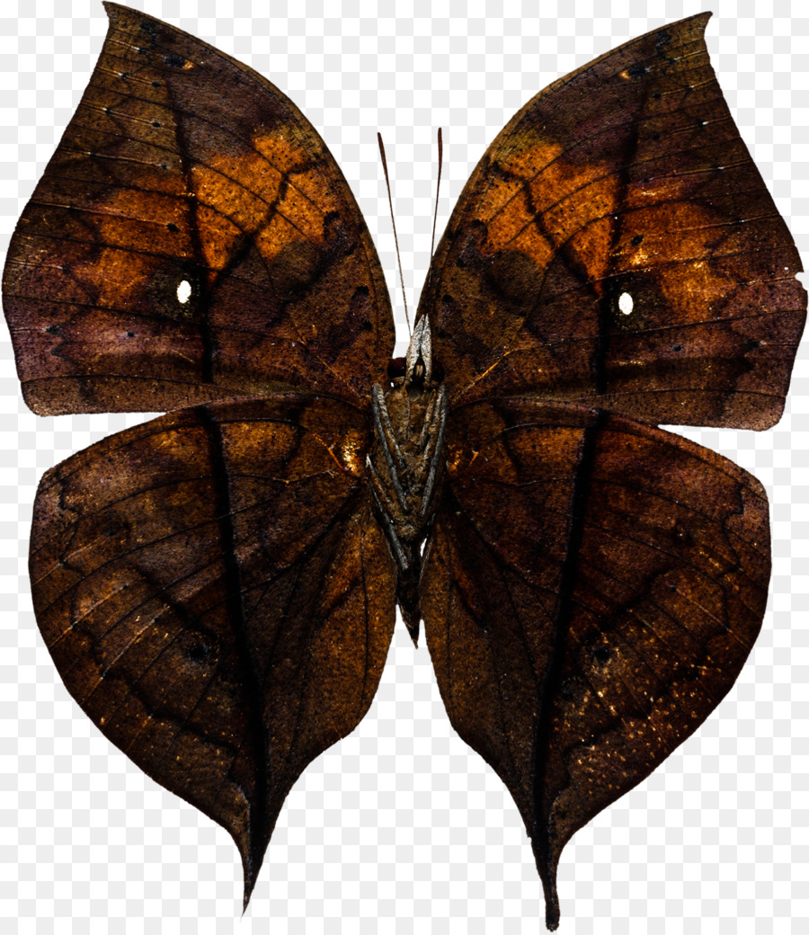 Brushfooted Mariposas，Mariposa PNG