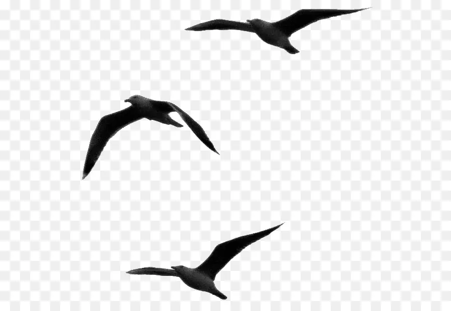 Gaviotas，Vuelo PNG