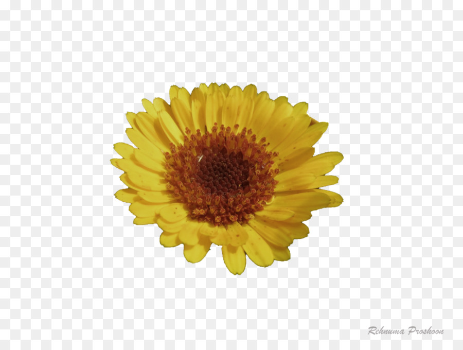 Crisantemo，Transvaal Daisy PNG