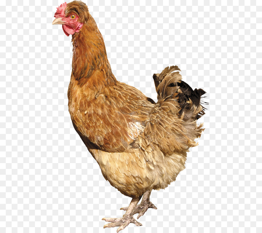 Pollo Marrón，Gallina PNG