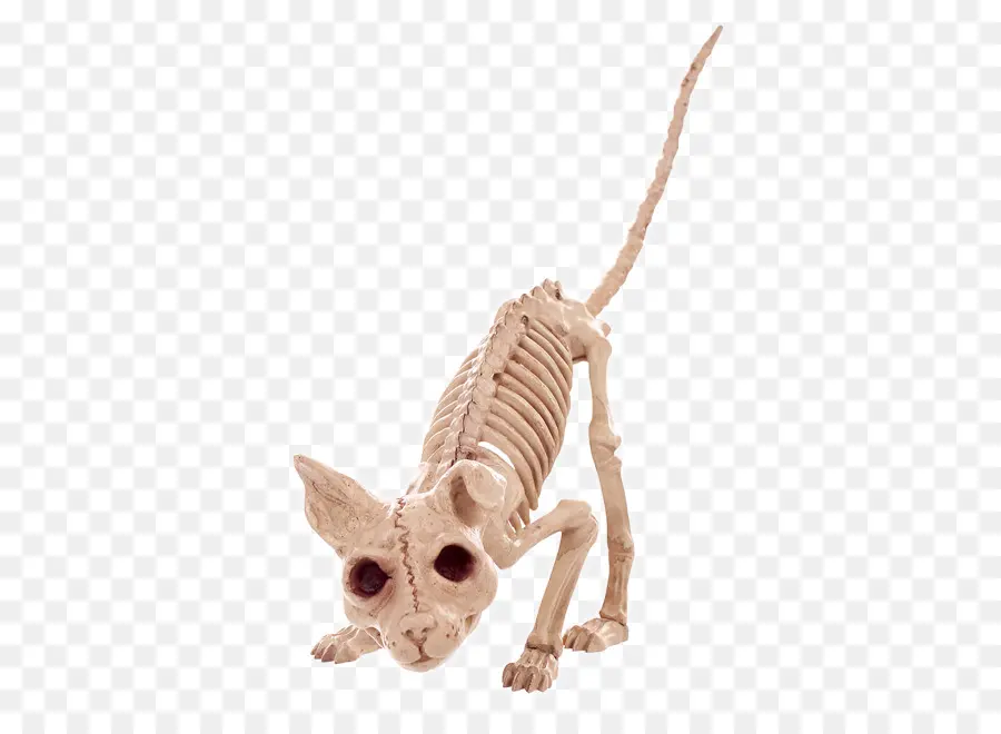 Gato Esqueleto，Huesos PNG